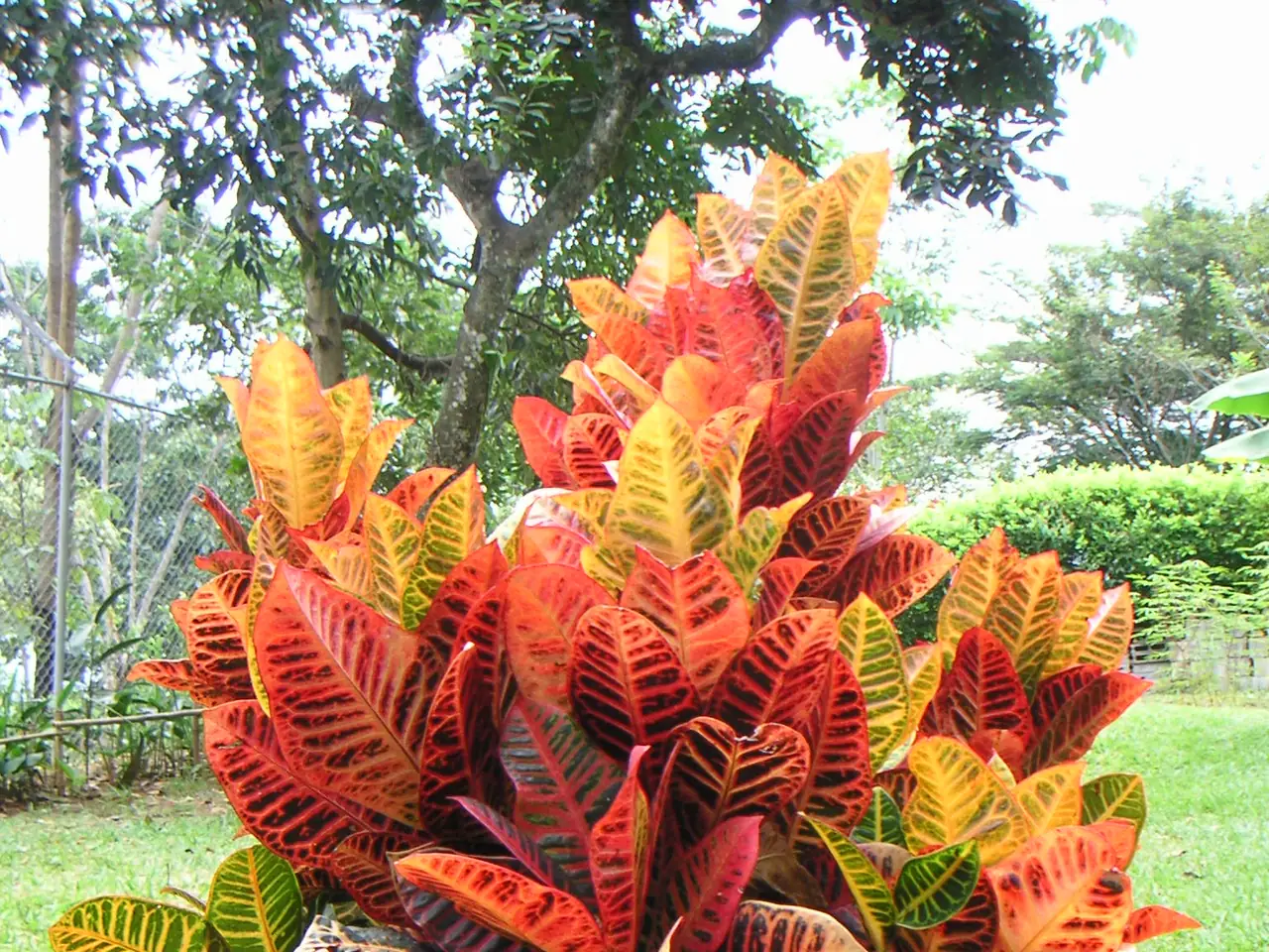 Croton