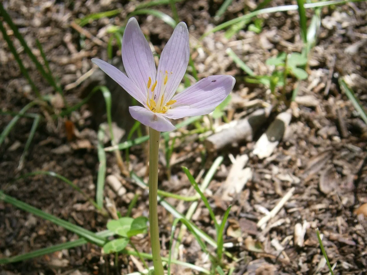 Colchicum alpinum
