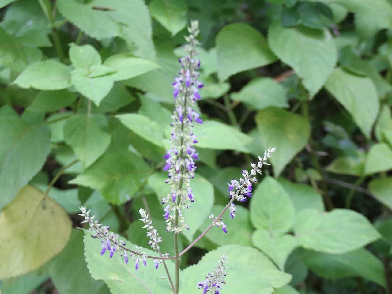 Coleus scutellarioides