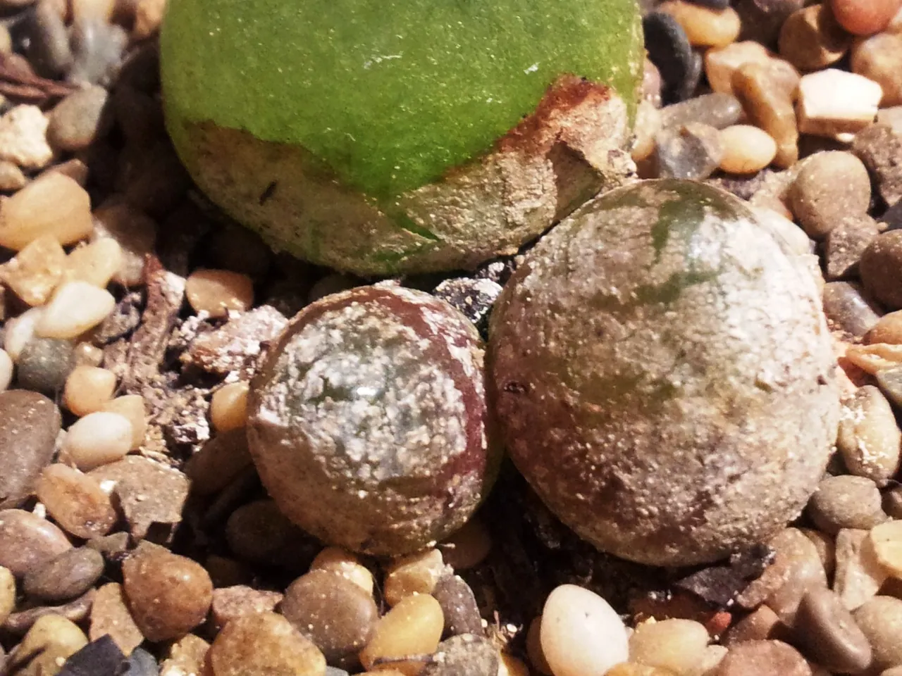 Conophytum burgeri