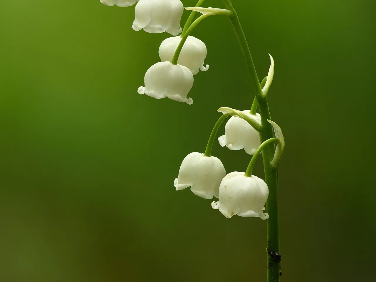 Lily of the valley