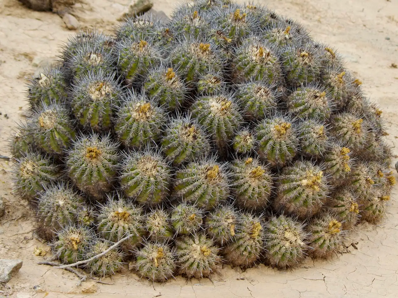 Copiapoa coquimbana