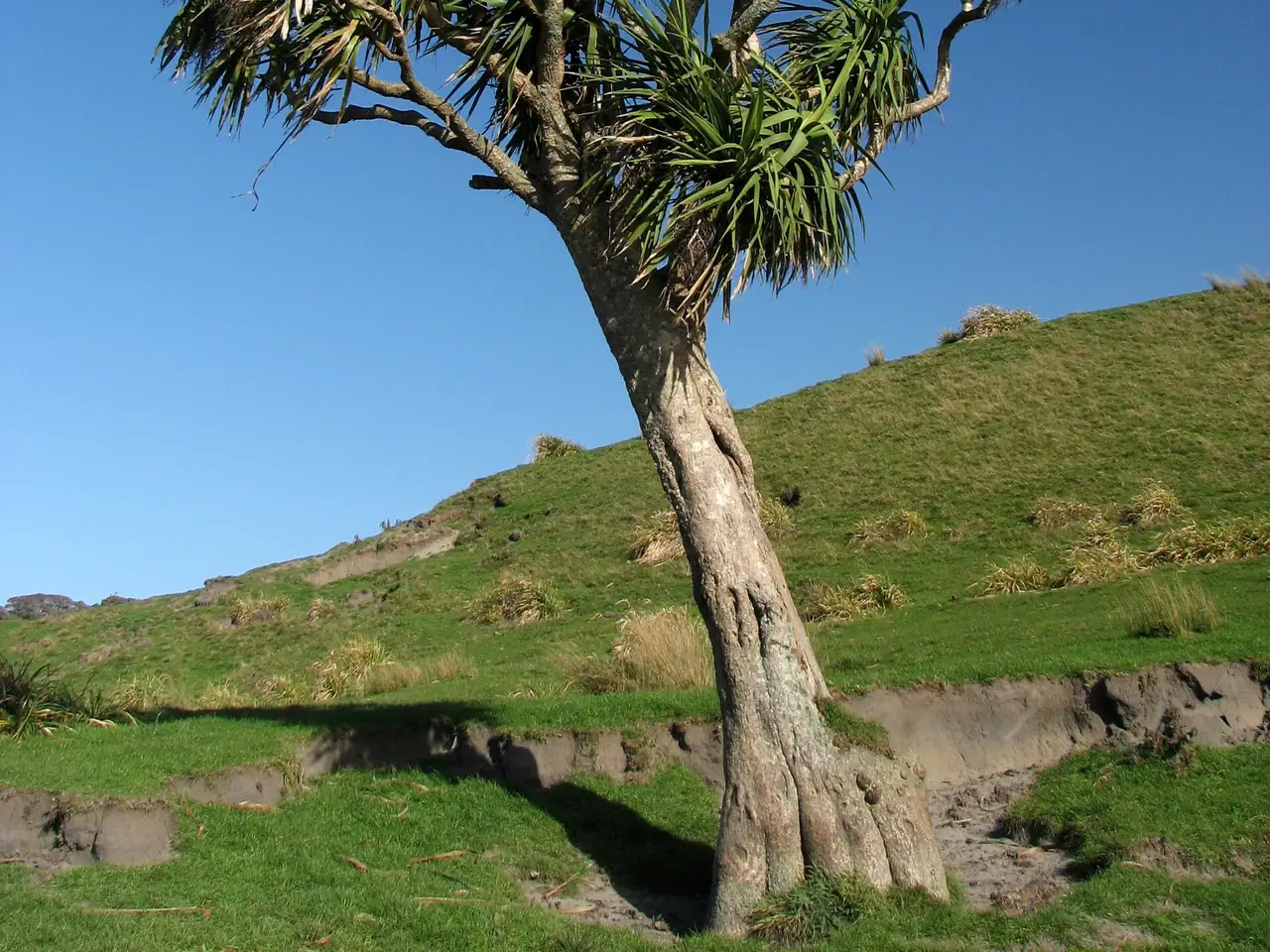 Cabbage Tree