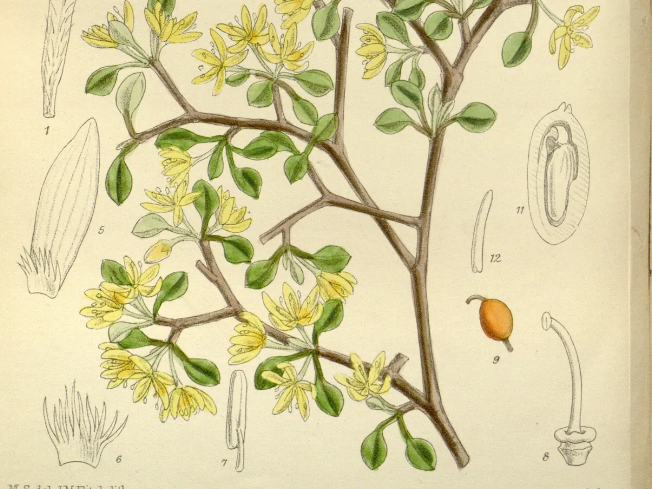 Corokia cotoneaster