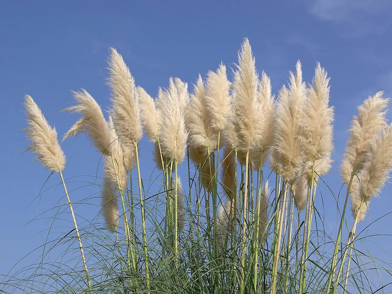 Pampas grass