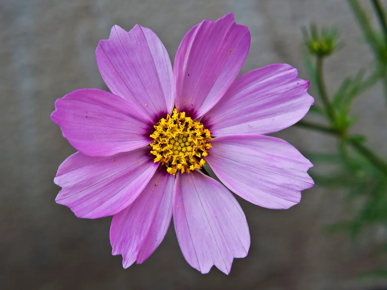 Cosmea