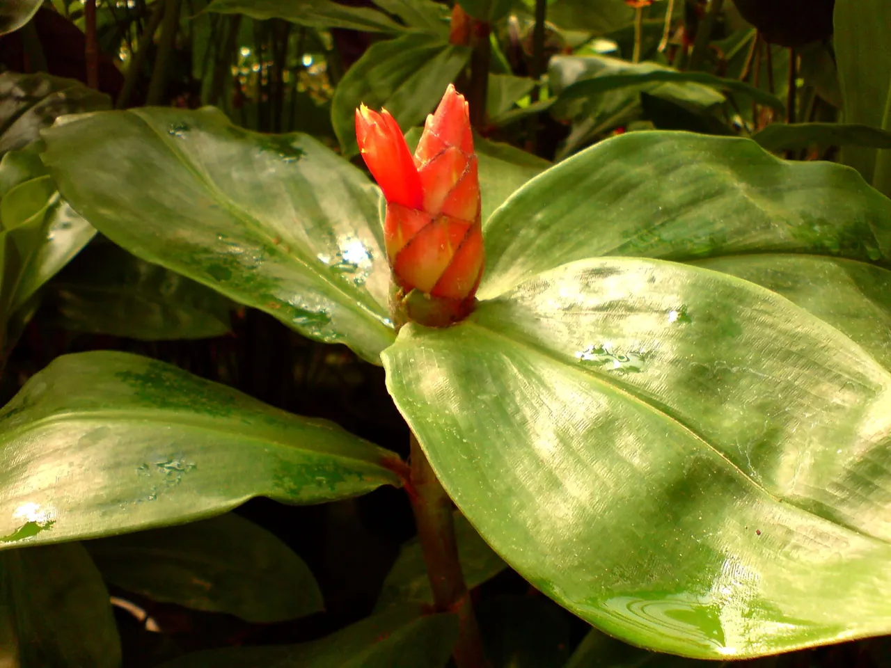 Costus scaber