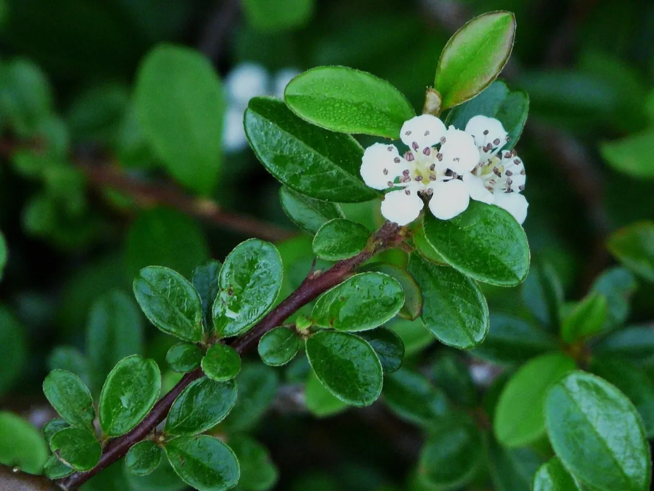 Bearberry cotoneaster