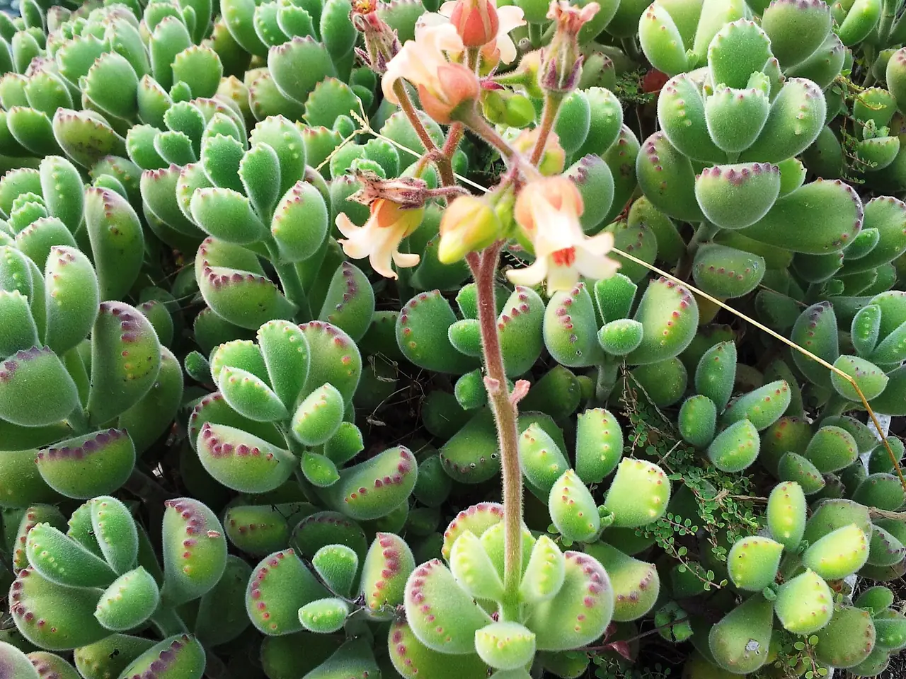 Cotyledon tomentosa