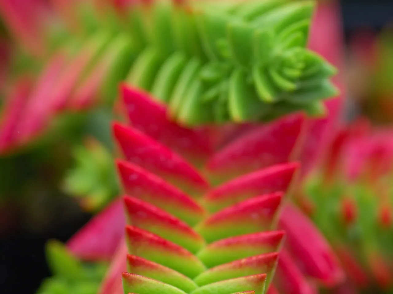 Crassula capitella