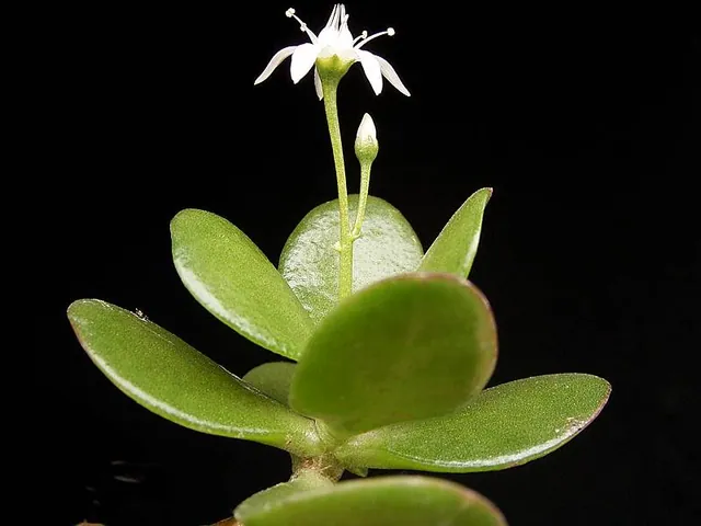 Jade plant