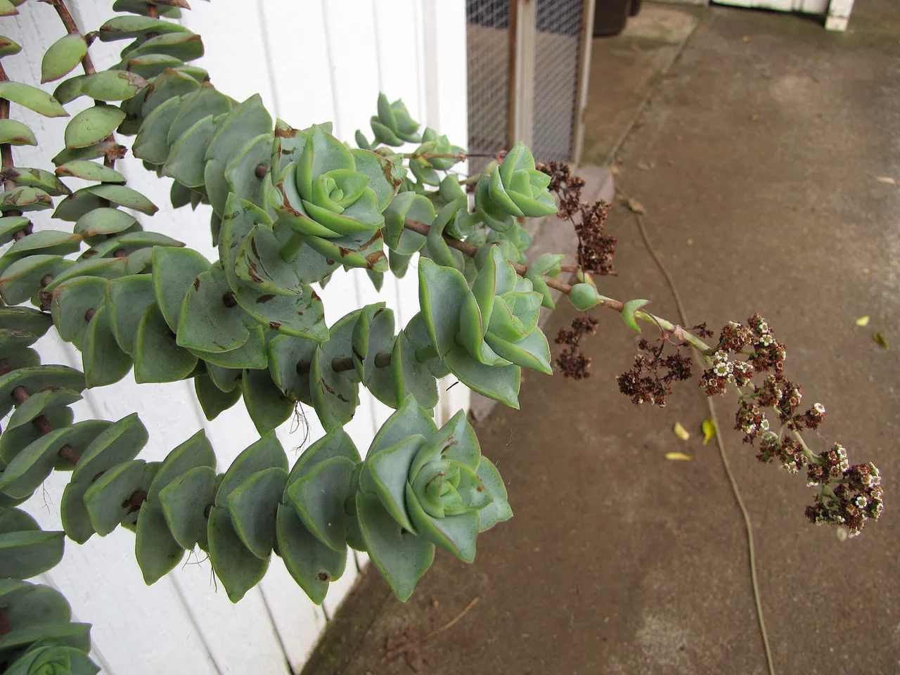 Crassula perforata