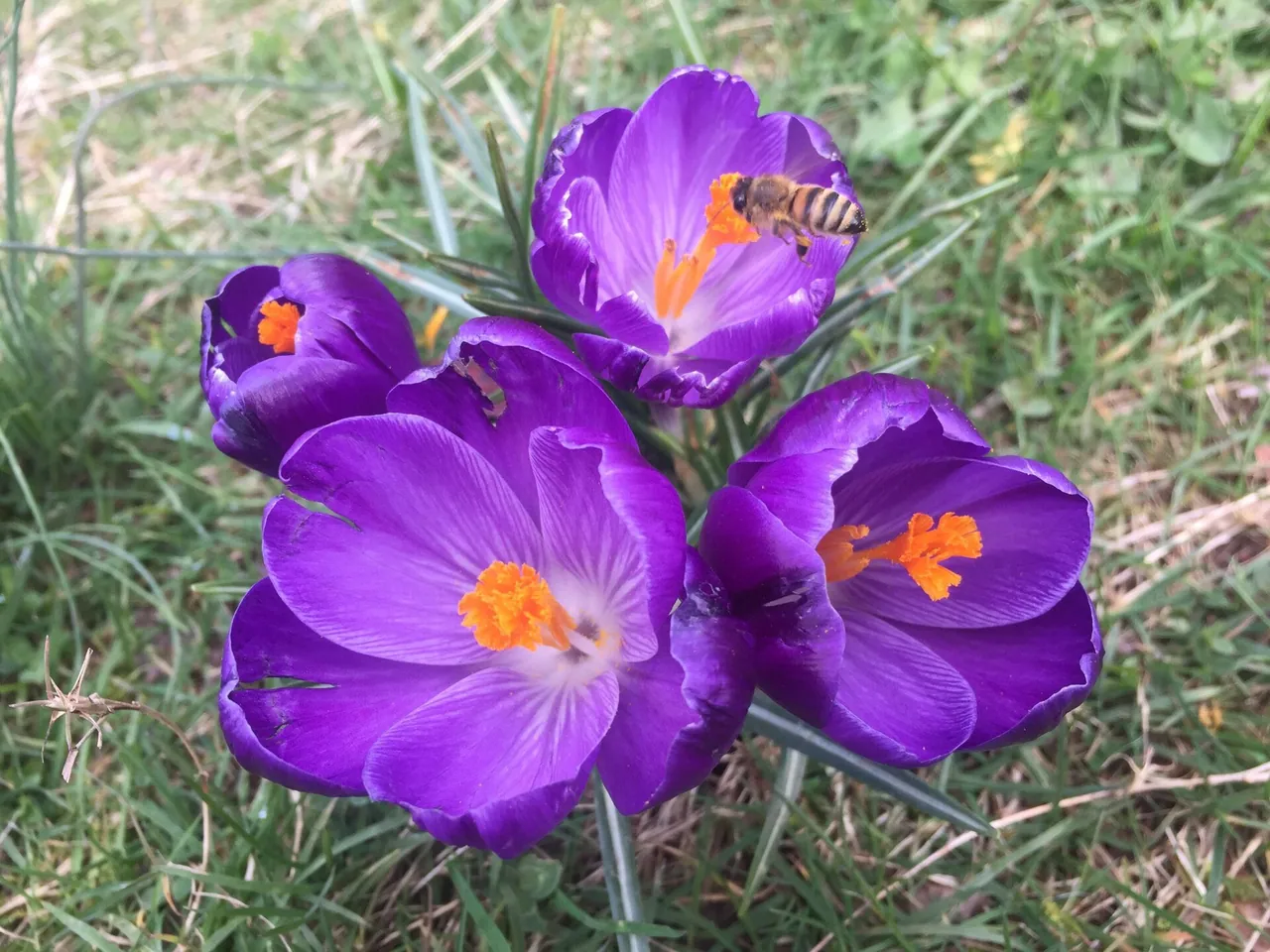 Dutch crocus
