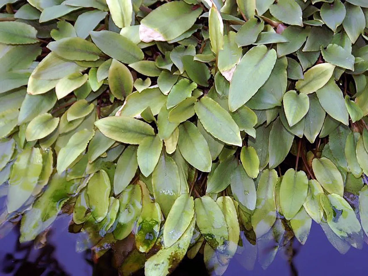 Cryptocoryne beckettii
