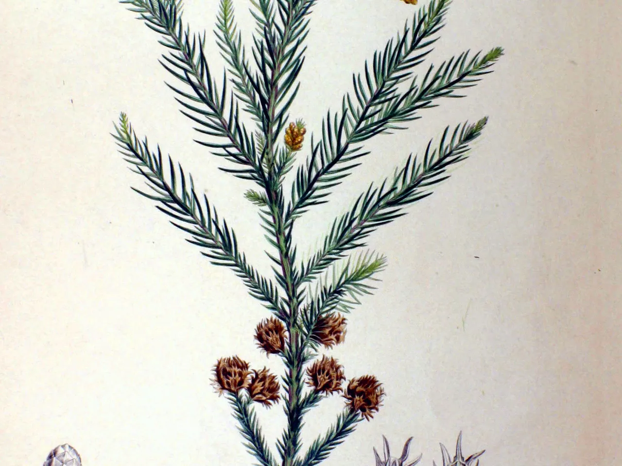 Japanese cedar