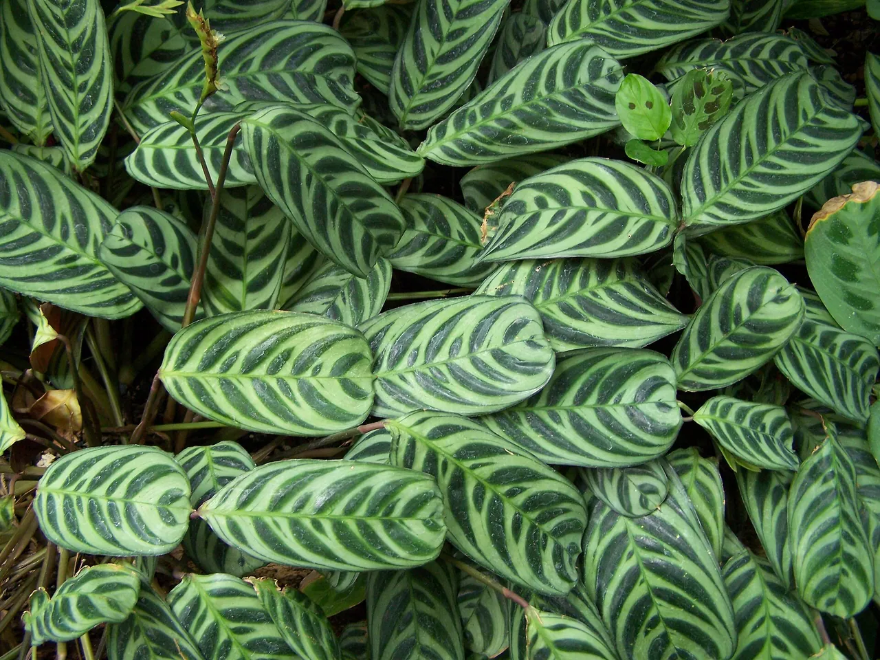 Fishbone prayer plant