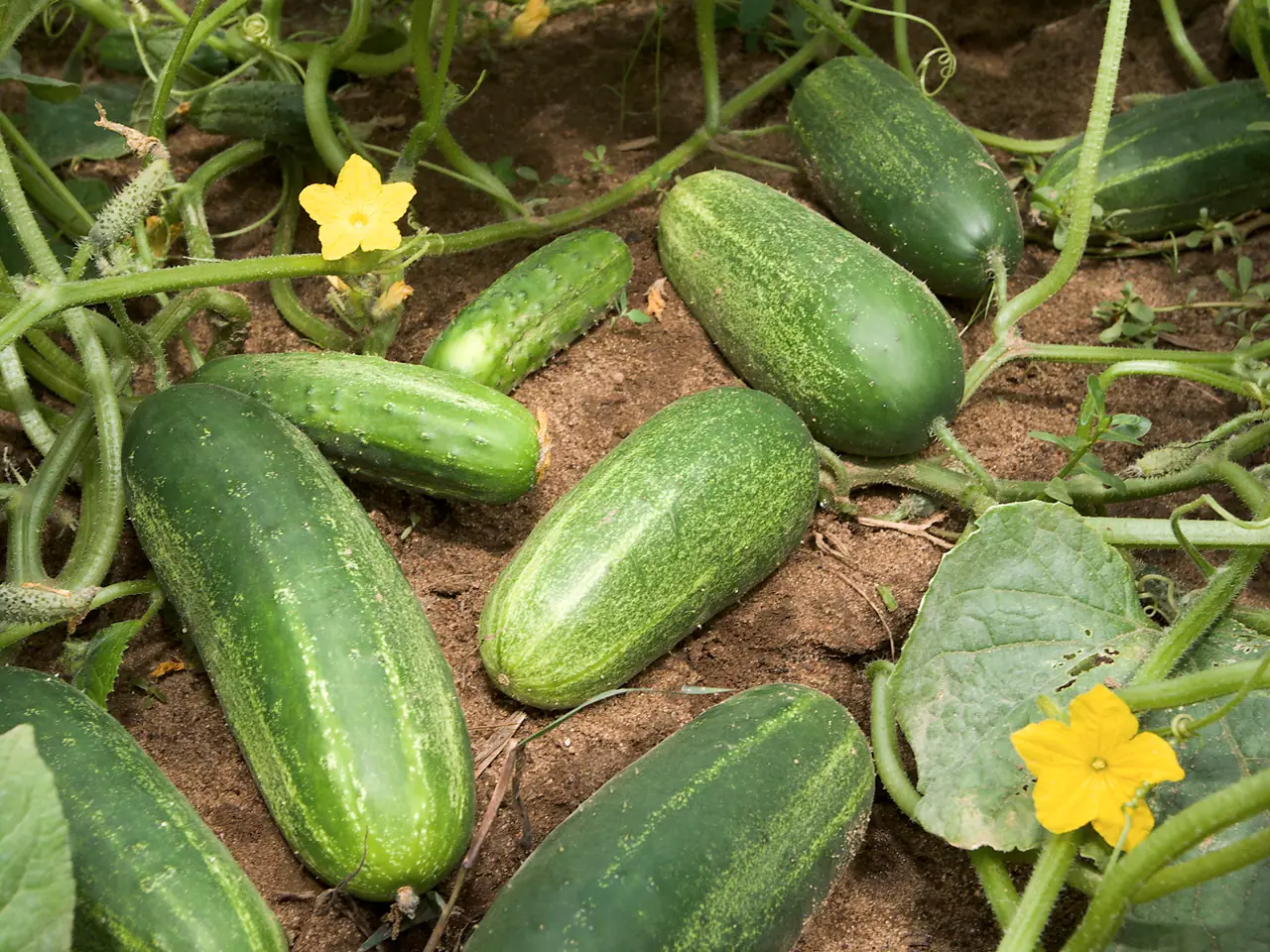Cucumber