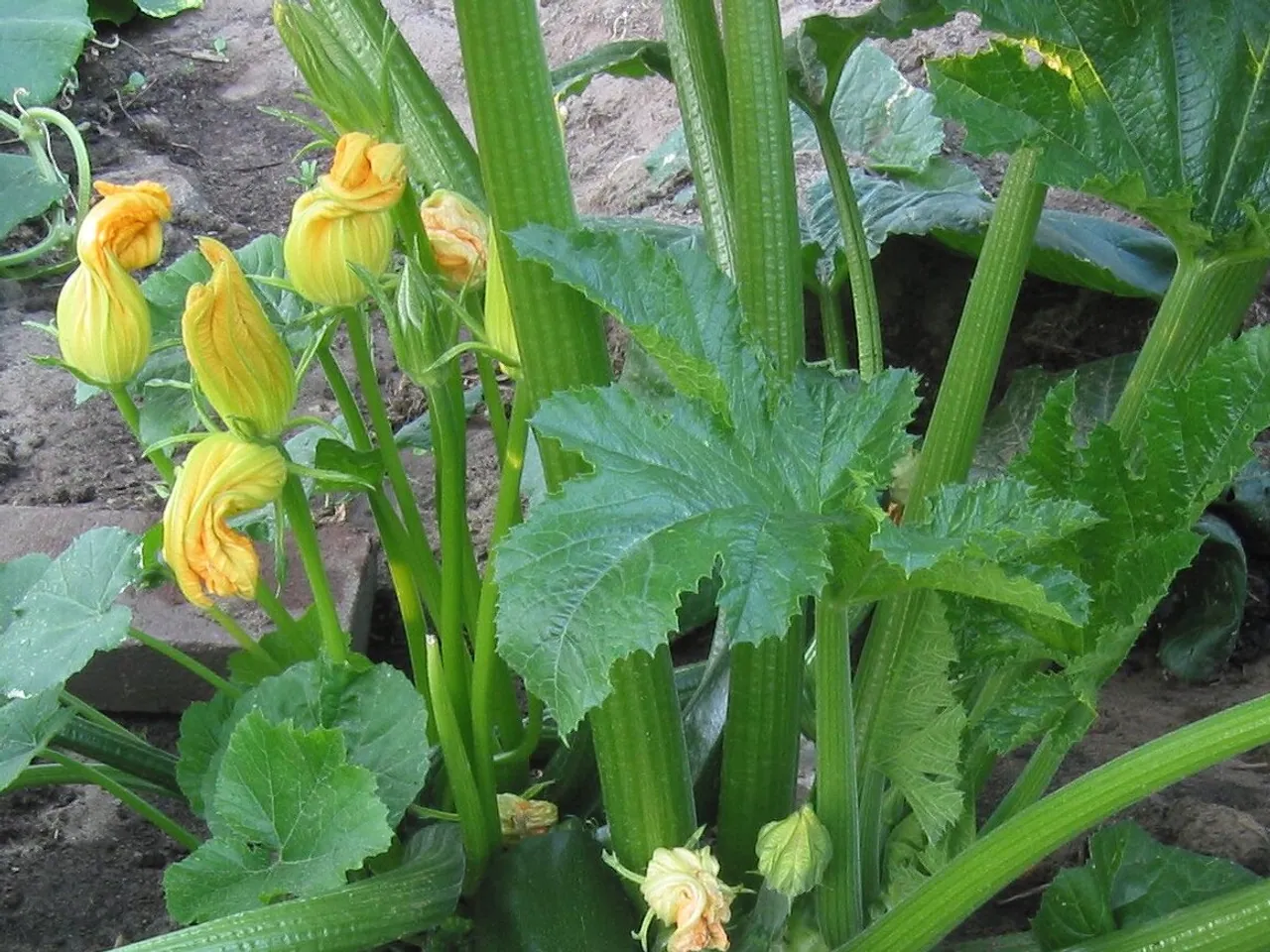 Courgette