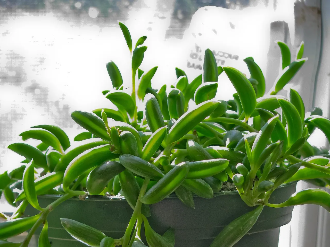 String of bananas