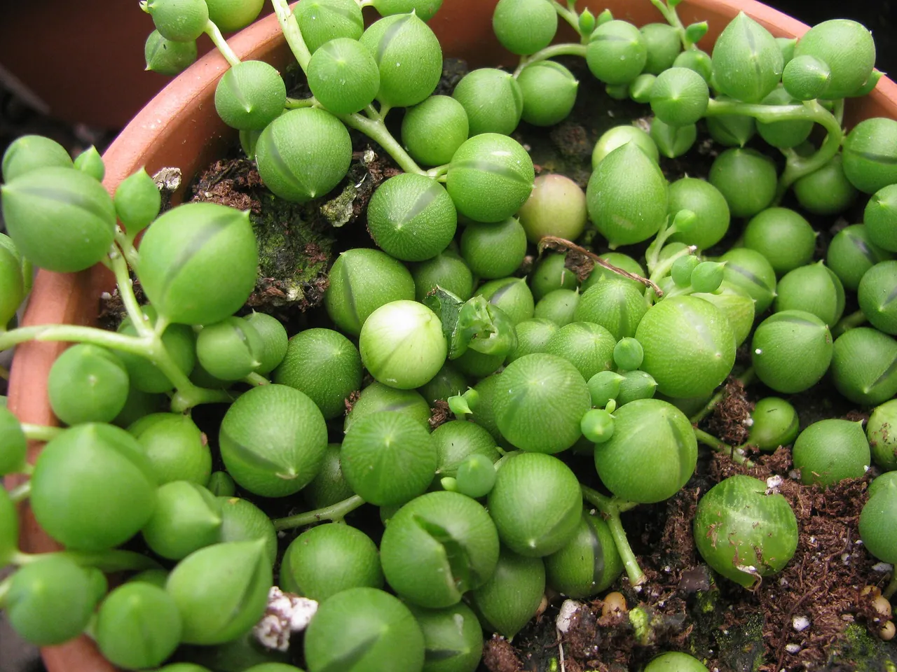 String of pearls