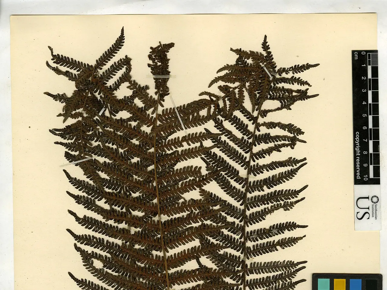 Cyathea christii Copel.