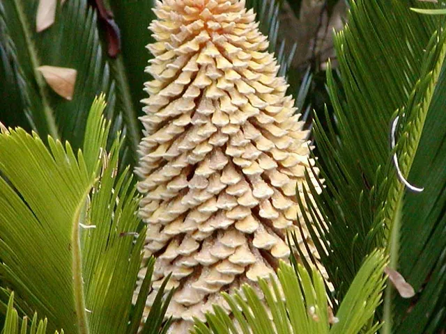 Sago palm