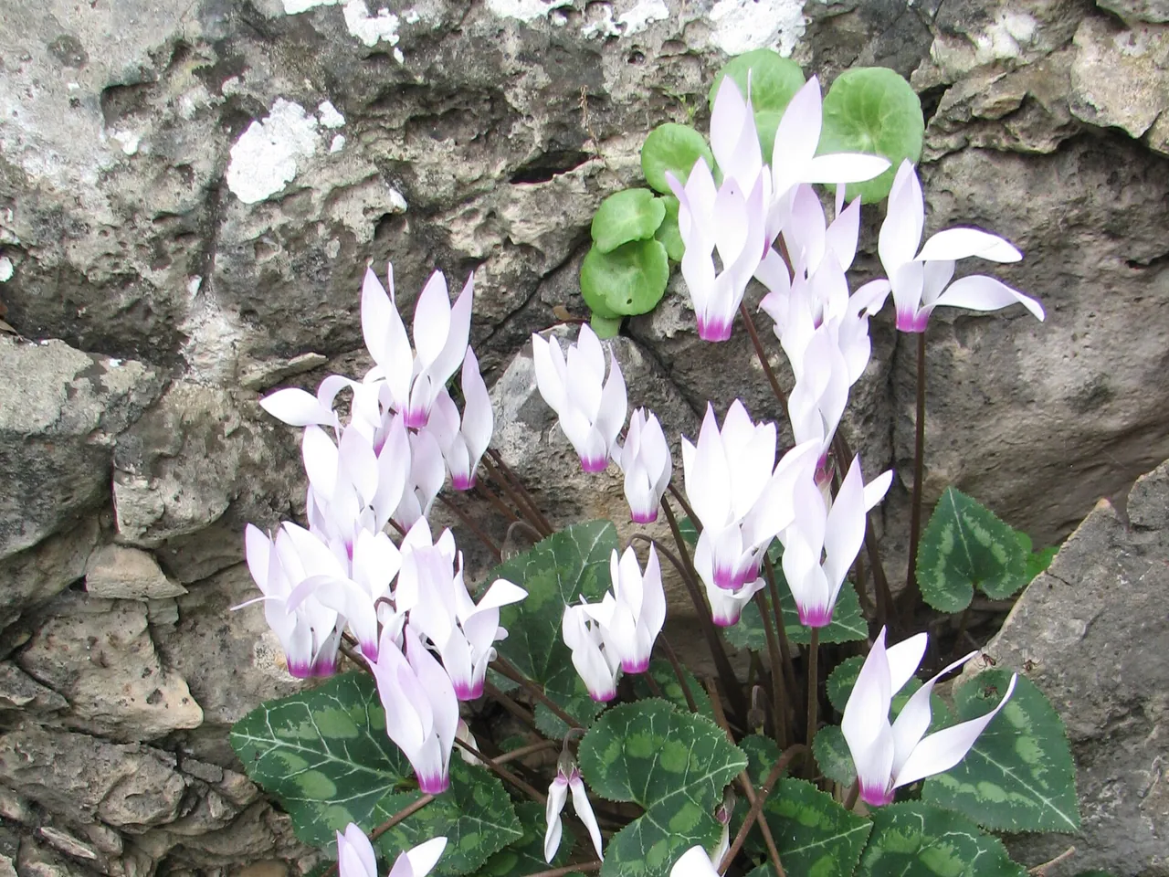 Florist cyclamen