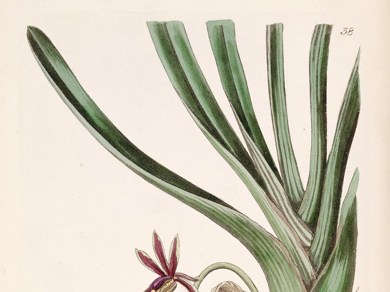 Two-colored Cymbidium