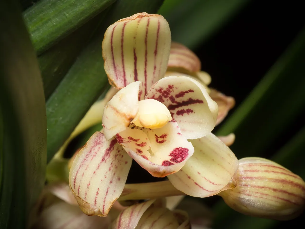 Four Season Orchid