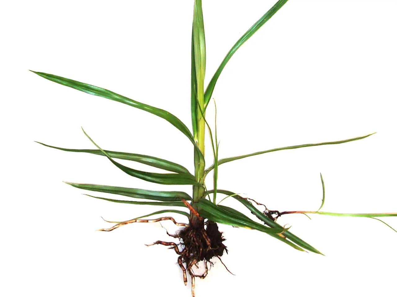 Knolcyperus