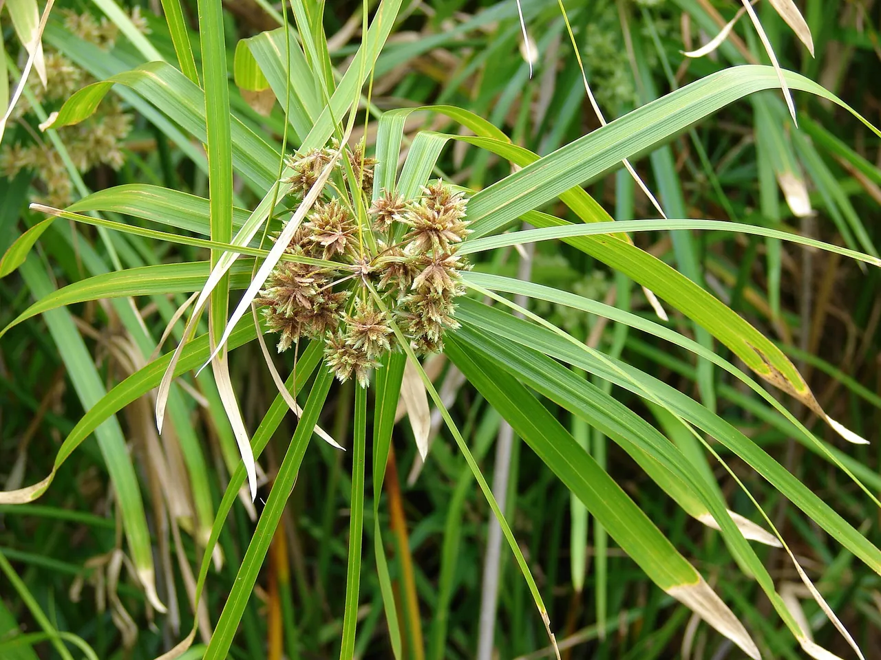 African sedge