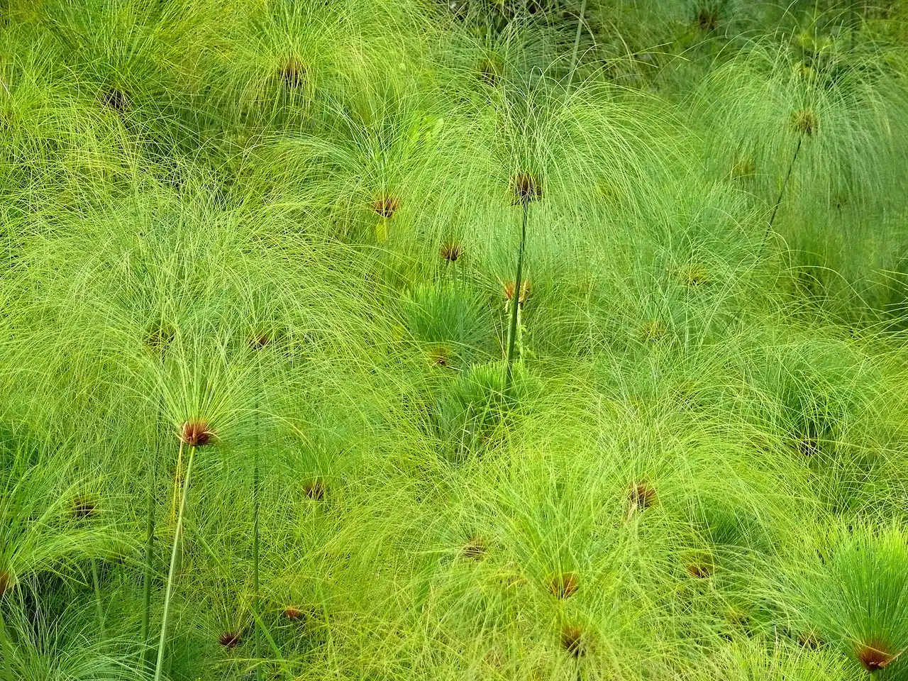 Papyrusriet