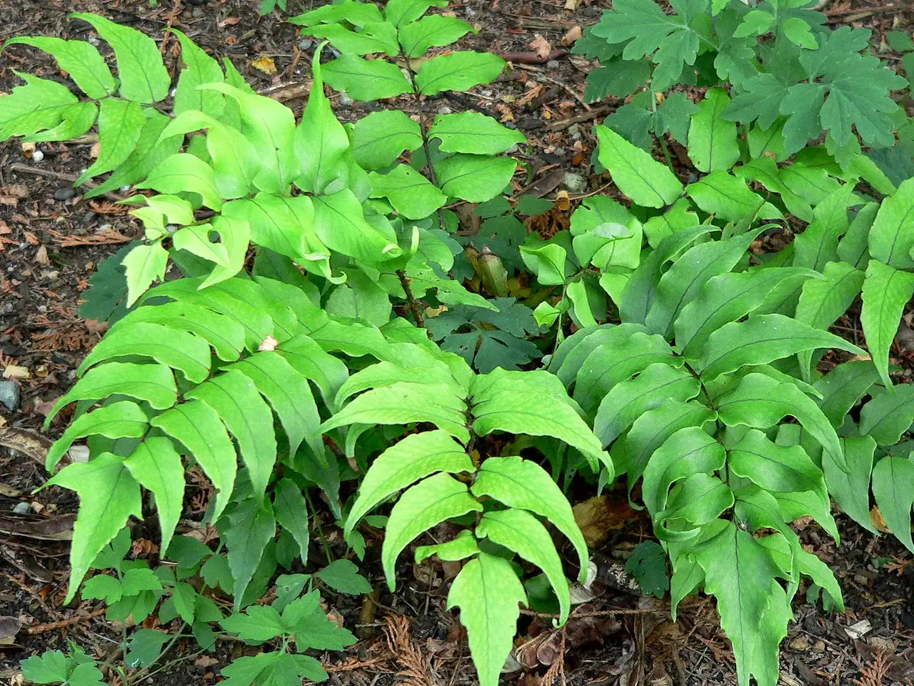 Cyrtomium falcatum