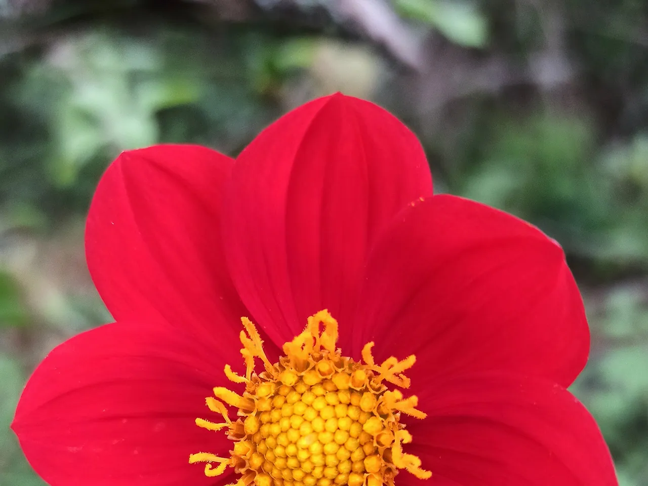 D. coccinea