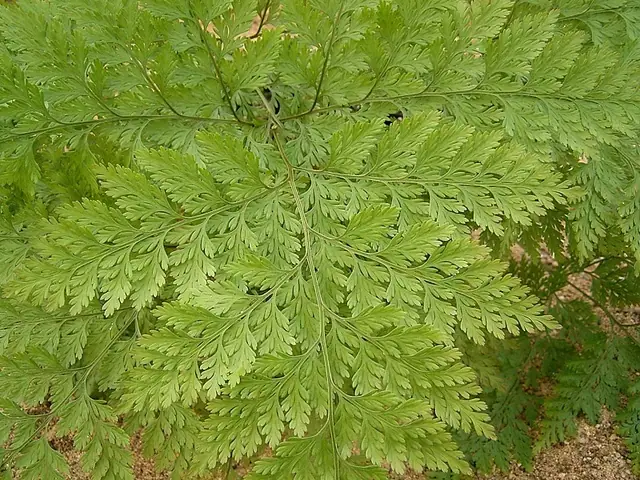 Davallia canariensis