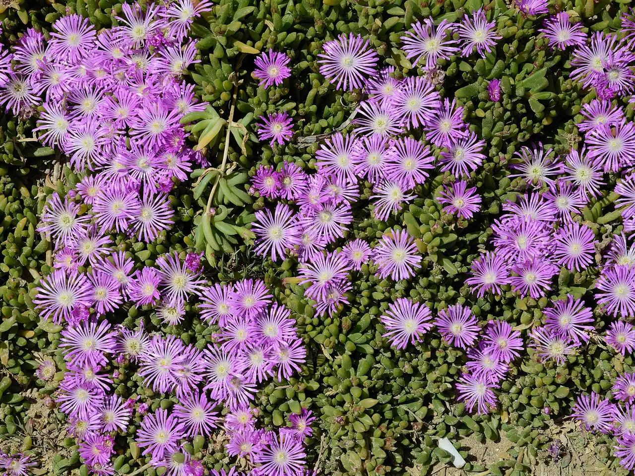Pink Carpet