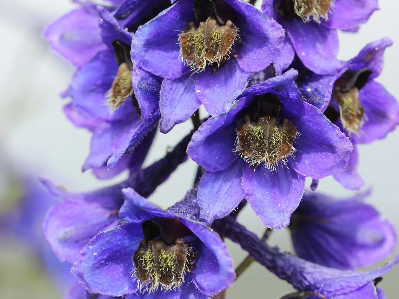 Delphinium elatum