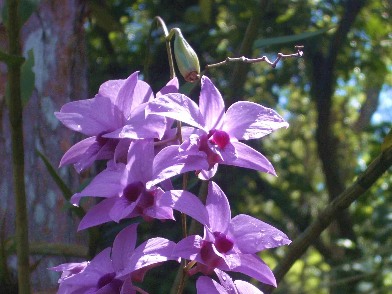 Cooktown orchid
