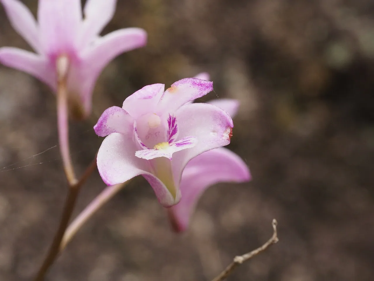 Pink rock orchid
