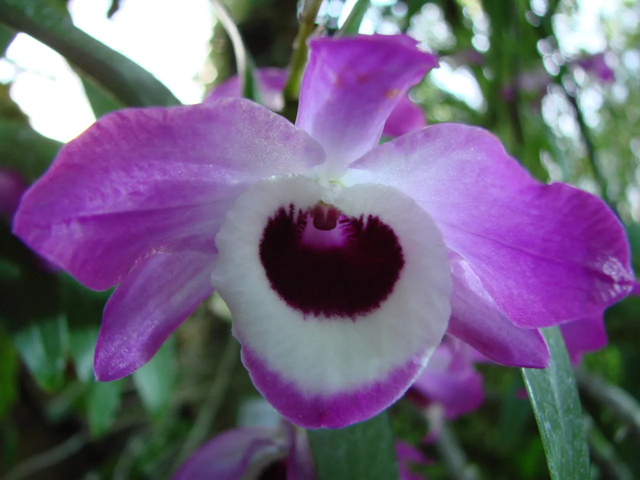 Noble Dendrobium