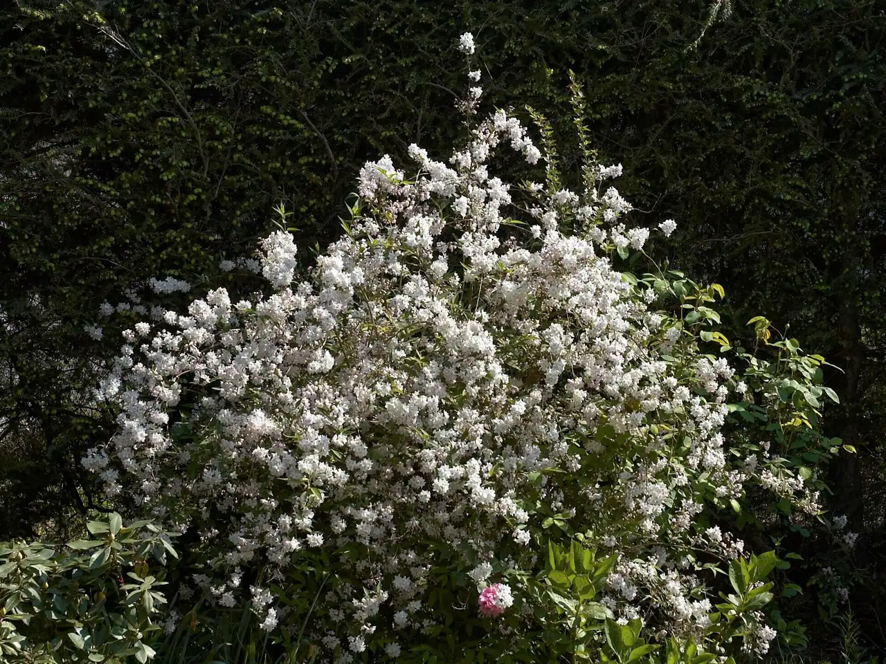 Slender deutzia