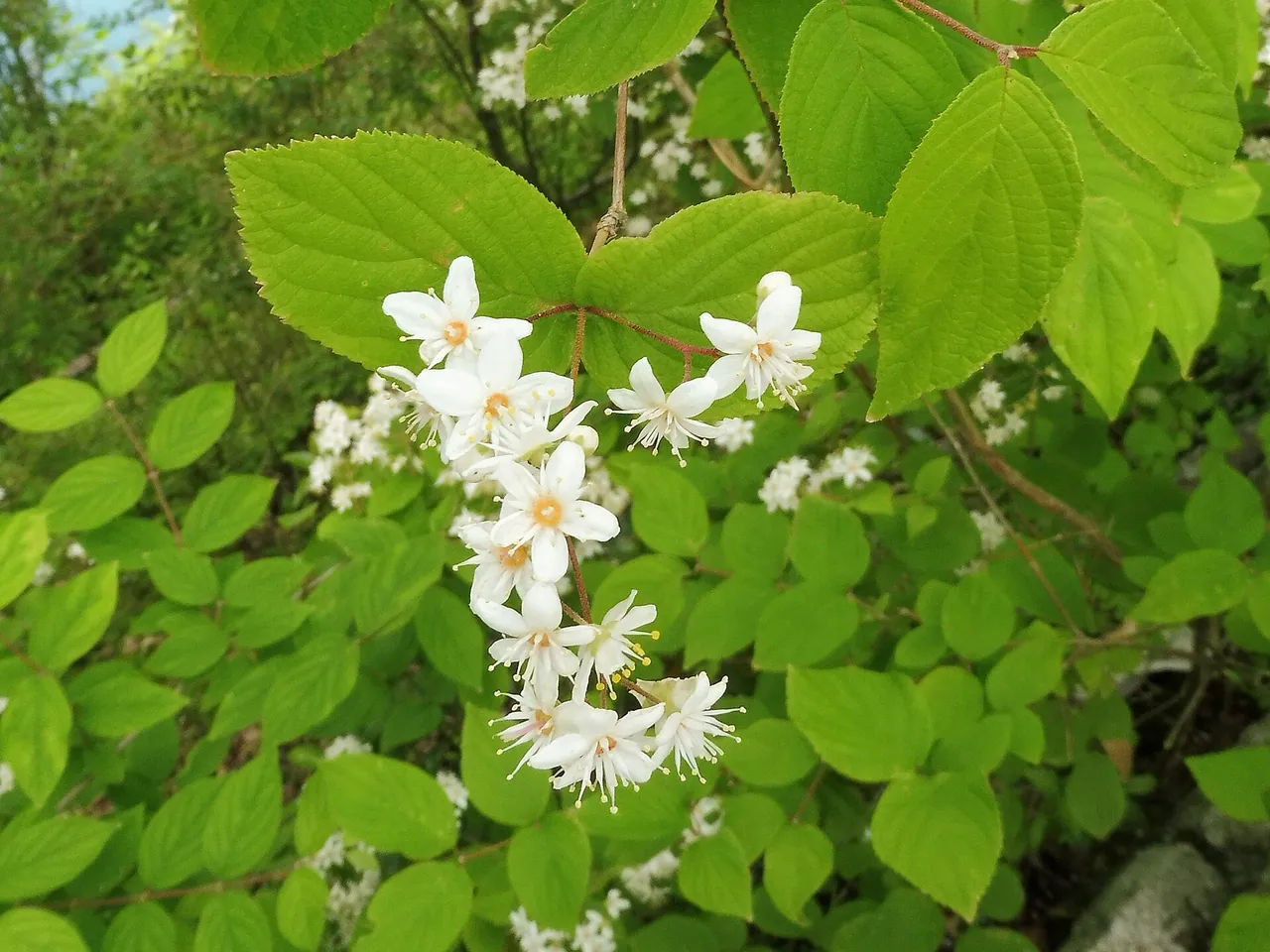 Deutzia scabra