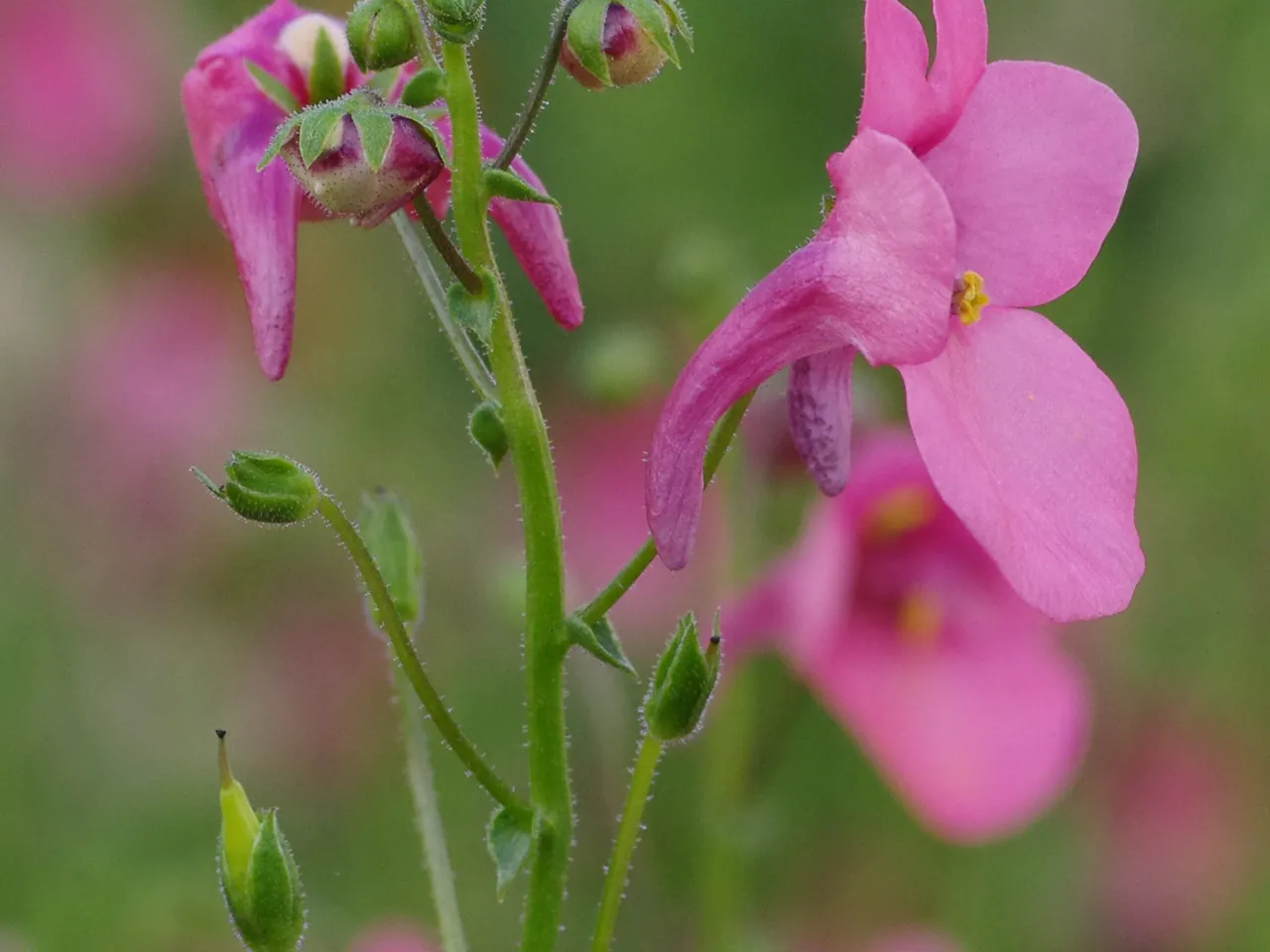 Diascia barberae