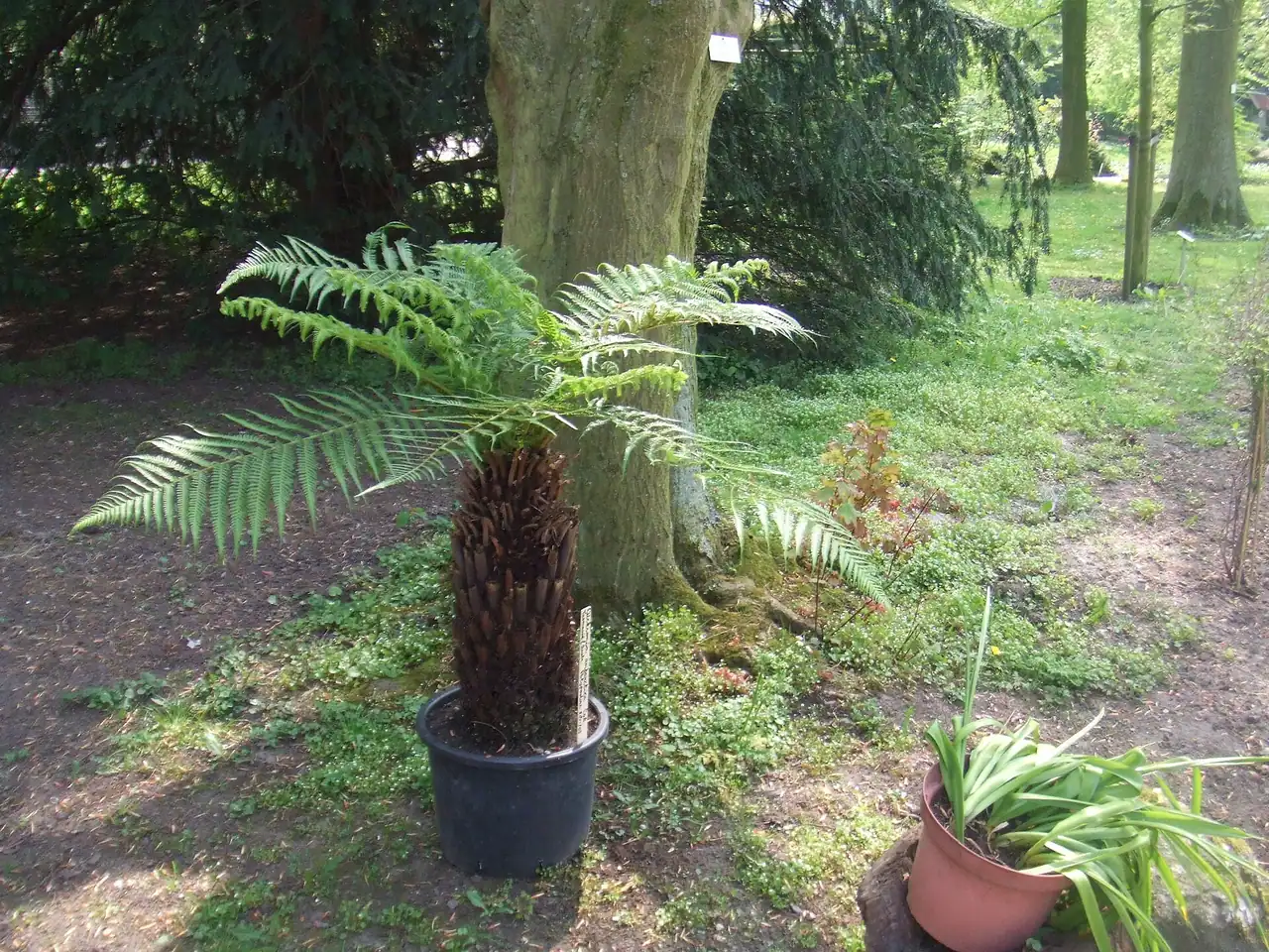 Soft tree fern