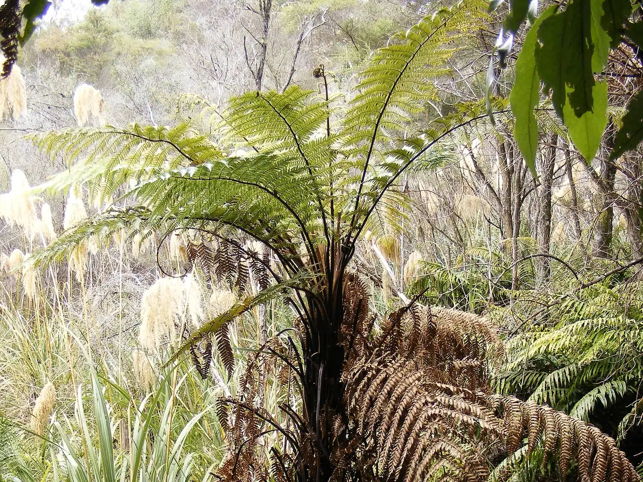 Rough tree fern