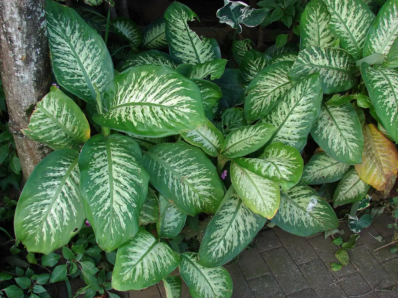 Dumb cane