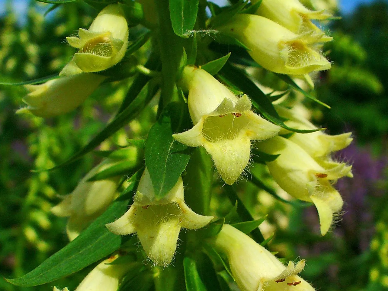 Digitalis lutea