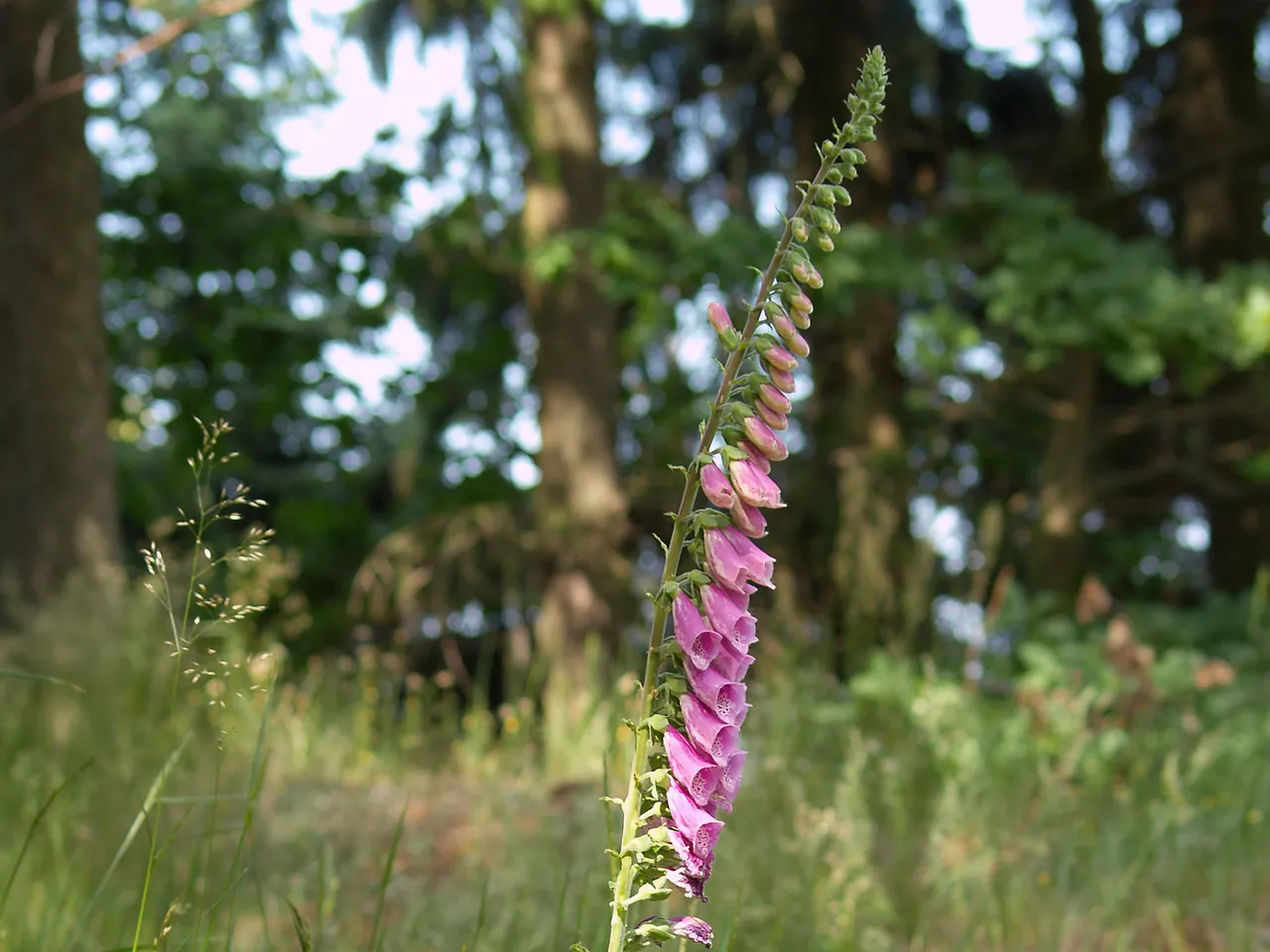 Fairy bells
