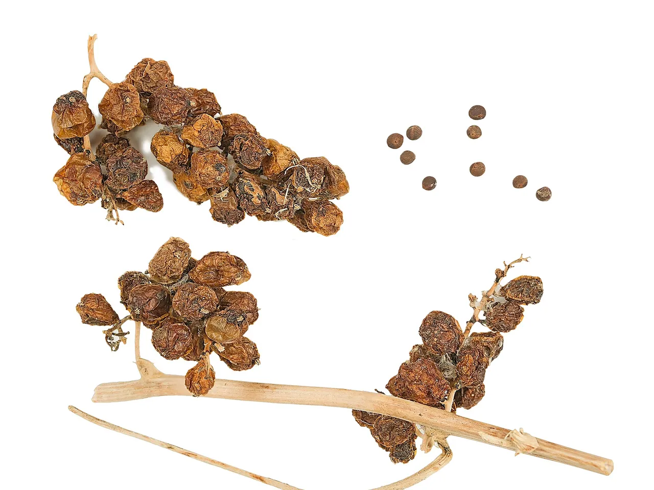 Dioscorea communis
