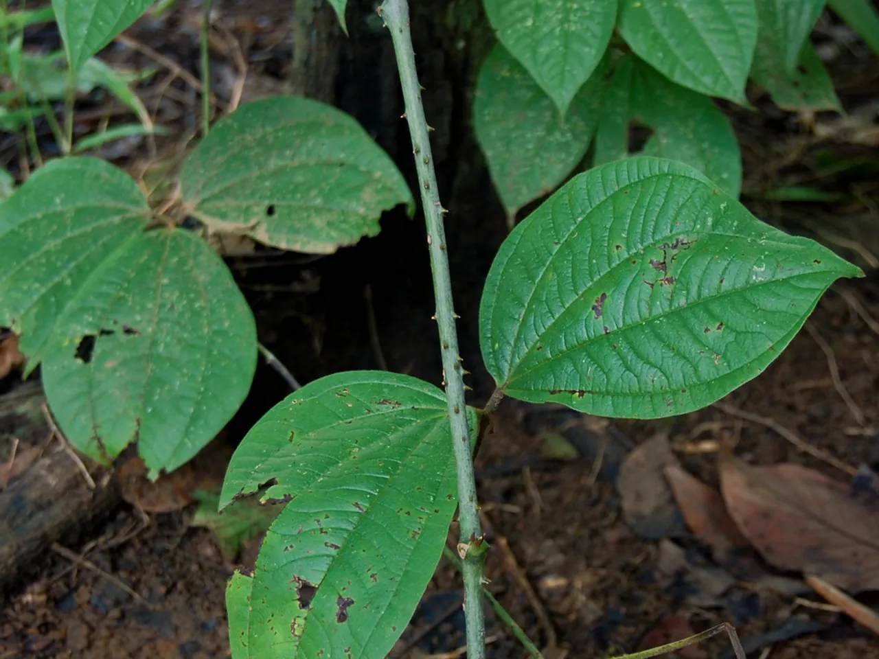 Yam (vegetable)
